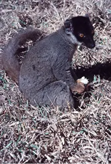 Lemurs: BROWN LEMUR - Holding fruit