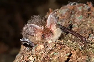 Plecotus: Brown Long Eared Bat