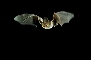 Plecotus: Brown Long-eared Bat - in flight