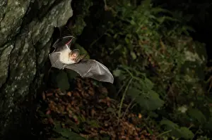 Plecotus: Brown Long-eared Bat - in flight