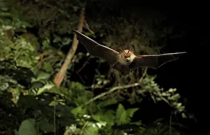 Brown Long-eared Bat - in flight
