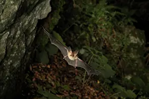 Plecotus: Brown Long-eared Bat - in flight