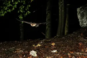 Plecotus: Brown Long-eared Bat - in flight in a Fagus-abies