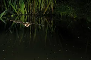 Plecotus: Brown Long-eared Bat - in flight above forest pond