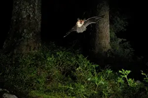 Plecotus: Brown Long-eared Bat - in flight in a Picea sp