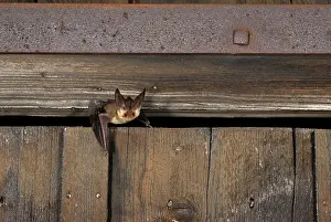 Plecotus: Brown long-eared Bat - flying out of a barn