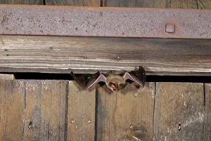 Plecotus: Brown long-eared Bat - flying out of a barn