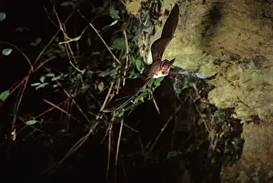 Plecotus: Brown long-eared bat flying into a cave ( old iron mine)