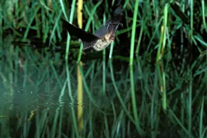 Plecotus: Brown Long-eared / Common Long-eared / Long-eared