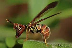 Brunnea: Brown Mantidfly (Climaciella brunnea)