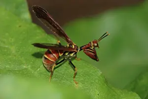 Brunnea: Brown Mantidfly (Climaciella brunnea)