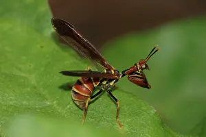 Brunnea: Brown Mantidfly (Climaciella brunnea)