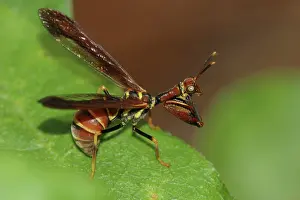 Brunnea: Brown Mantidfly (Climaciella brunnea)
