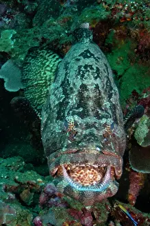 Grouper: Brown-Marbled Grouper