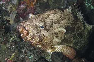 030518: Brown-Marbled Grouper - Liberty Wreck dive site
