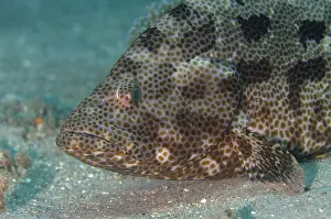 Epinephelus: Brown-Marbled Grouper - on sand - Dili Rock East