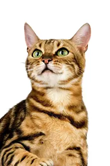 Marbled: Brown Marbled Tabby Bengal Domestic Cat, Portrait