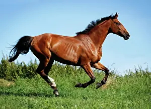 Gallop: Brown mare, Wielkopolska, Polish warmblooded horse