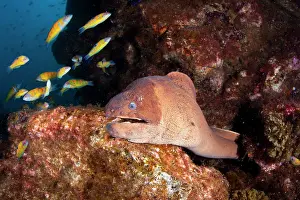 Azores: Brown moray eel, Gymnothorax unicolor, Santa Maria