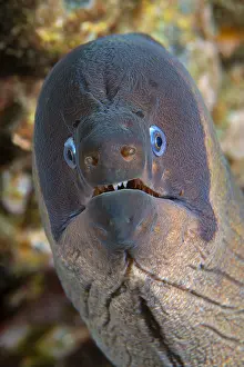 Unicolor: Brown moray (Gymnothorax unicolor), Tenerife, Canary
