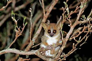 Microcebus: Brown Mouse Lemur