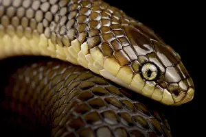 Luster: Brown Mussurana (Paraphimophis rusticus), on bla