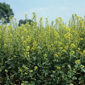Mustard: Brown Mustard (Brassica juncea)