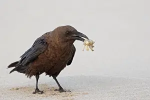 Corvid: Brown-necked raven (Corvus ruficollis) with caught