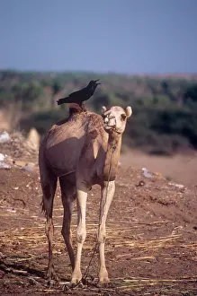 Ruficollis: Brown-necked raven perched on a camel calling