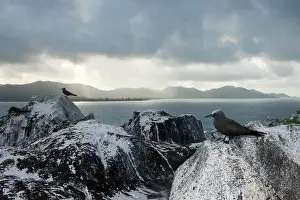 Anous: Brown Noddy
