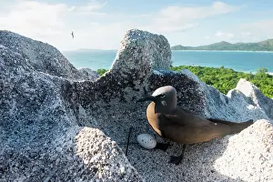 Anous: Brown Noddy