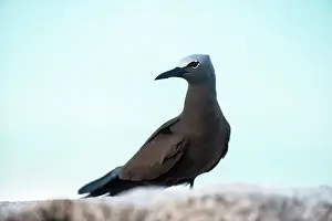 Anous: Brown Noddy