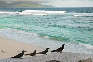 Anous: Brown Noddy