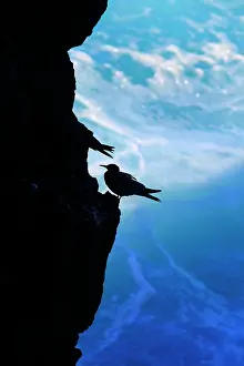 Reunion: Brown Noddy (Anous stolidus) on cliff, La Reunion