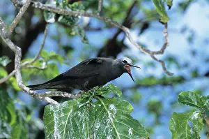 Anous: Brown Noddy - Bird Island