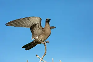 Seychelles: Brown Noddy - Seychelles