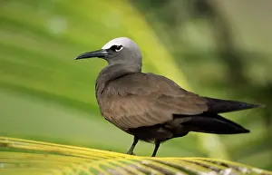 Anous: Brown Noddy TERN / Common Noddy Tern