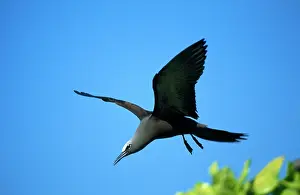 Anous: Brown Noddy TERN / Common Noddy Tern - in flight