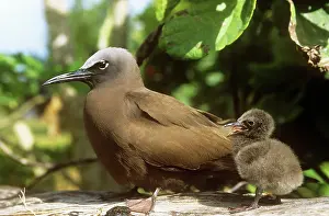 Anous: Brown Noddy TERN / Common Noddy Tern - with young