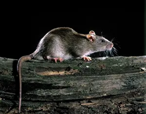 Norvegicus: Brown / Norway / Common Rat
