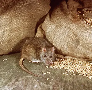 Norvegicus: Brown / Norway / Common RAT - By bags of grain