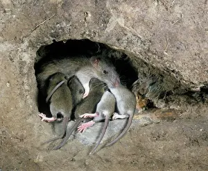 Norvegicus: Brown / Norway / Common Rat - in burrow with young suckling