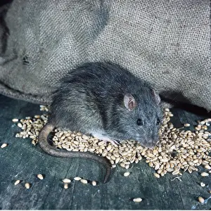 Sack: BROWN / NORWAY / COMMON RAT - with grain spilt from sack
