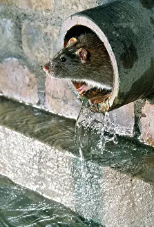 Sewer: Brown / Norway / Common RAT - in pipe, in sewer