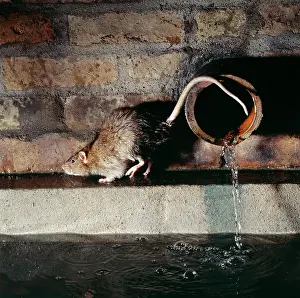 Sewer: Brown / Norway / Common RAT - in a sewer