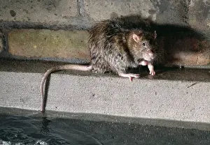 Sewer: Brown / Norway / Common RAT - in sewer
