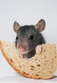 Andrey Zvoznikov: Brown / Norway / Common RAT - young eating bread