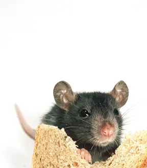 Andrey Zvoznikov: BROWN / NORWAY / COMMON RAT- Young Eating bread