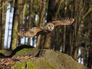 Sm280617: Brown Owl-flying, Czech Republic
