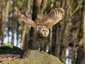 Sm280617: Brown Owl-flying, Czech Republic